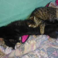 Photo de l'animal n°36702