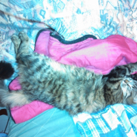 Photo de l'animal n°36702