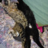 Photo de l'animal n°36702