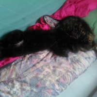 Photo de l'animal n°36702