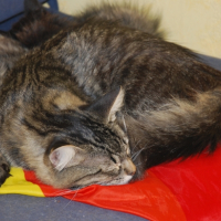 Photo de l'animal n°36702