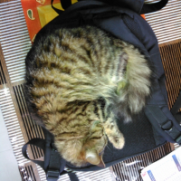 Photo de l'animal n°36702