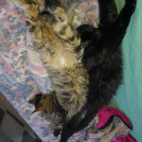 Photo de l'animal n°36702