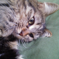 Photo de l'animal n°36702