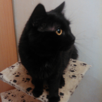 Photo de l'animal n°36702