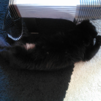 Photo de l'animal n°36702