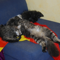 Photo de l'animal n°36702