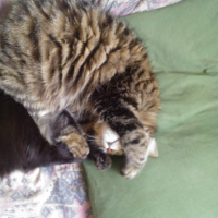 Photo de l'animal n°36702