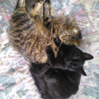 Photo de l'animal n°36702