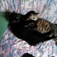 Photo de l'animal n°36702