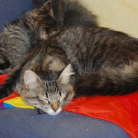Photo de l'animal n°36702