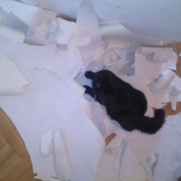 Photo de l'animal n°36702