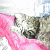 Photo #262350 de Cute et Knox