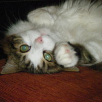 Photo #262351 de HELIOS