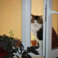 Photo #262353 de HELIOS