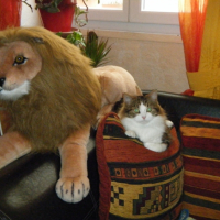 Photo #262355 de HELIOS
