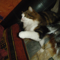 Photo #262357 de HELIOS