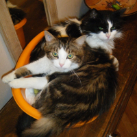 Photo #262358 de HELIOS