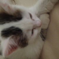 Photo #262397 de Tigrou