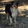 Photo de l'animal n°36759