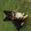 Photo de l'animal n°35505