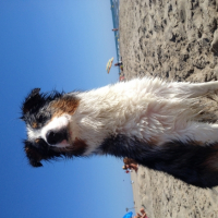 Photo #262441 de India