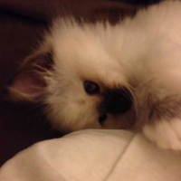 Photo #262457 de Ayni