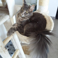 Photo #262486 de Loua