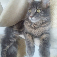 Photo #262487 de Loua