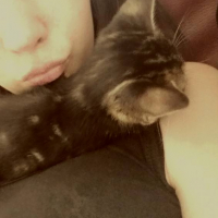 Photo de l'animal n°36784