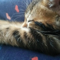 Photo de l'animal n°36784