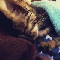 Photo de l'animal n°36784