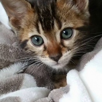 Photo de l'animal n°36784