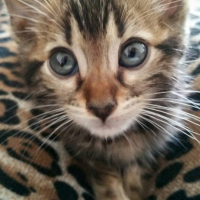 Photo de l'animal n°36784