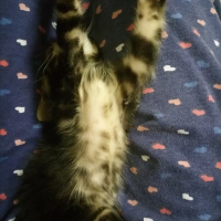 Photo de l'animal n°36784