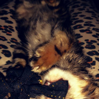 Photo #262513 de Meeko