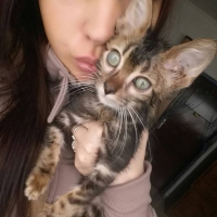 Photo #262514 de Meeko