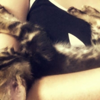 Photo #262516 de Meeko