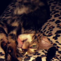 Photo #262518 de Meeko