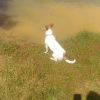 Photo de l'animal n°36795