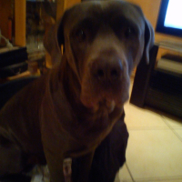 Photo #262541 de GORMO