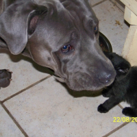 Photo #262542 de GORMO