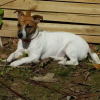 Photo de l'animal n°36795