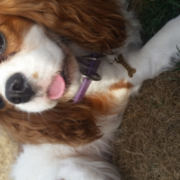 Photo #262603 de Happy 