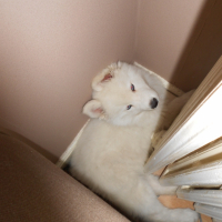 Photo de l'animal n°36138