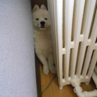 Photo de l'animal n°36138