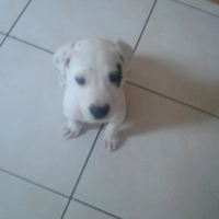 Photo #262708 de Lucky