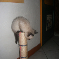 Photo #262728 de GWELEN
