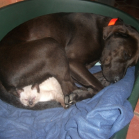 Photo #262729 de GWELEN