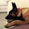 Photo de l'animal n°36846